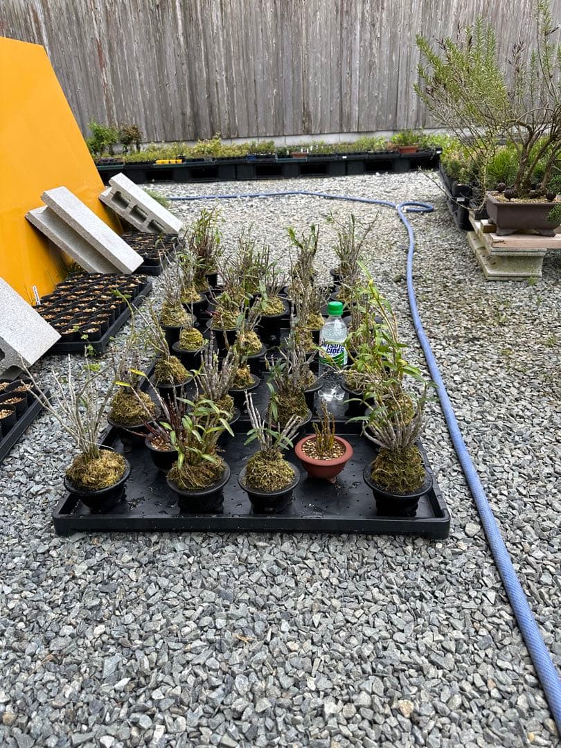 セッコク 長生蘭 35鉢 フダ落ち