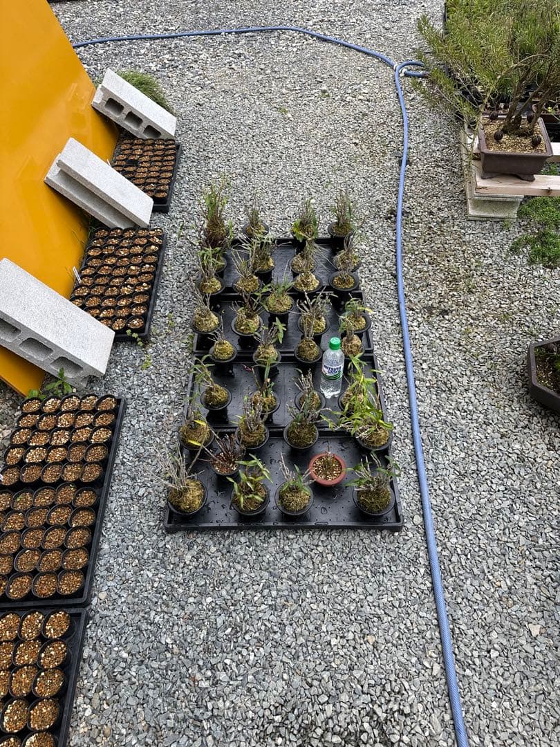 セッコク 長生蘭 35鉢 フダ落ち