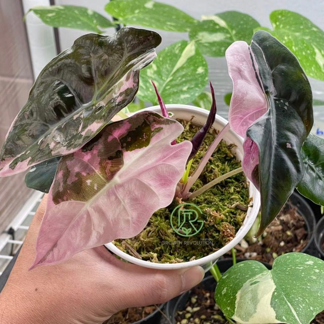 Alocasia chantrieri pink /アロカシア シャントリエリ③