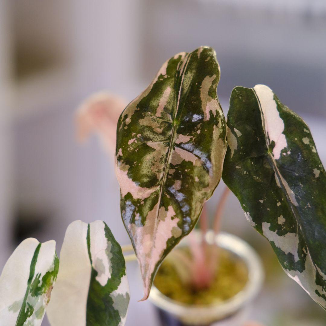 Alocasia chantrieri pink /アロカシア シャントリエリ③