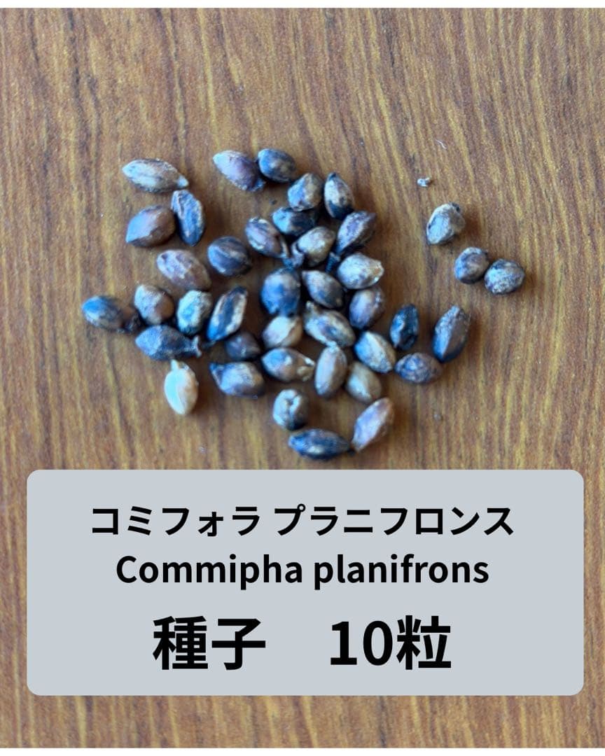 コミフォラ　プラニフロンス　種子10粒