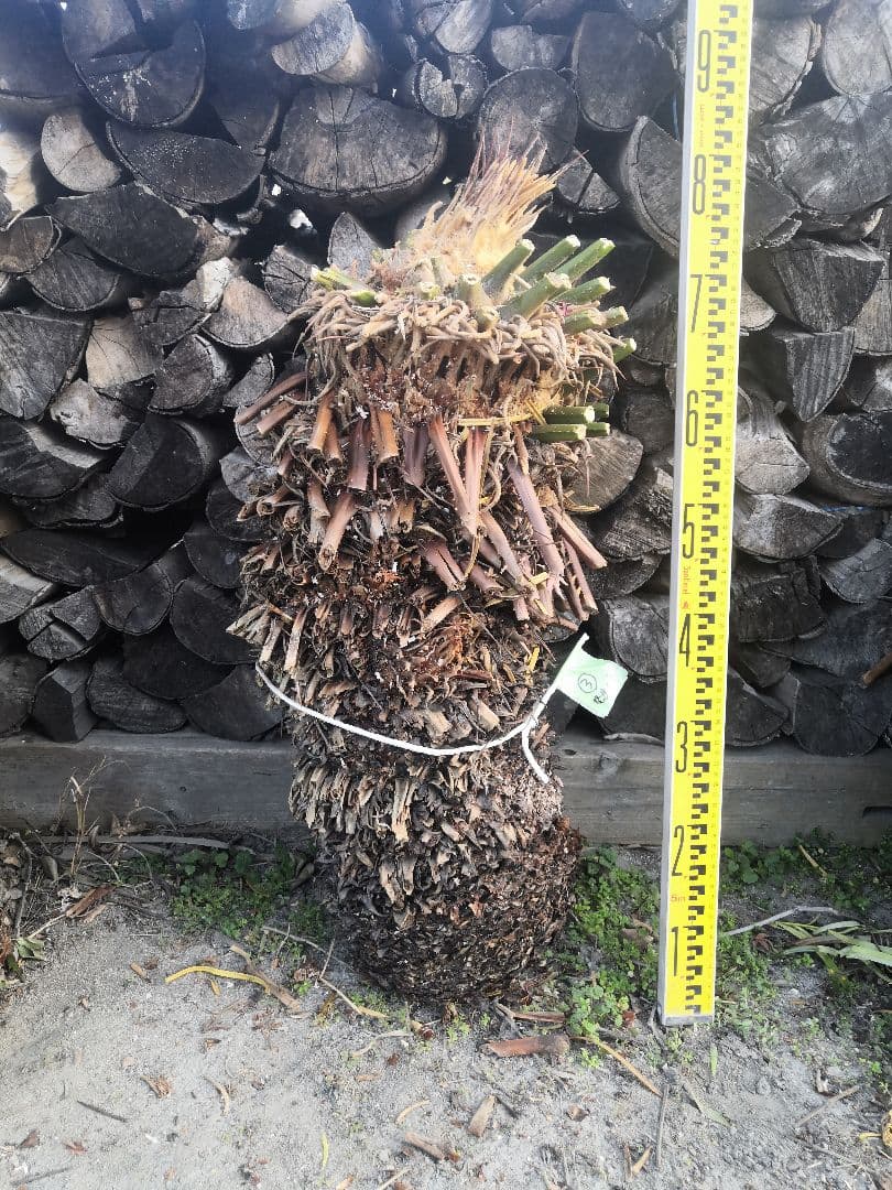 ソテツ 蘇鉄 胴切り　直径25cm前後