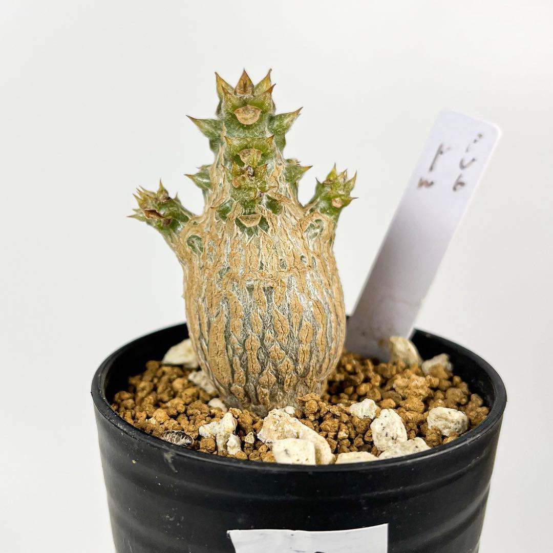 パキポディウム・ウィンゾリー 実生8