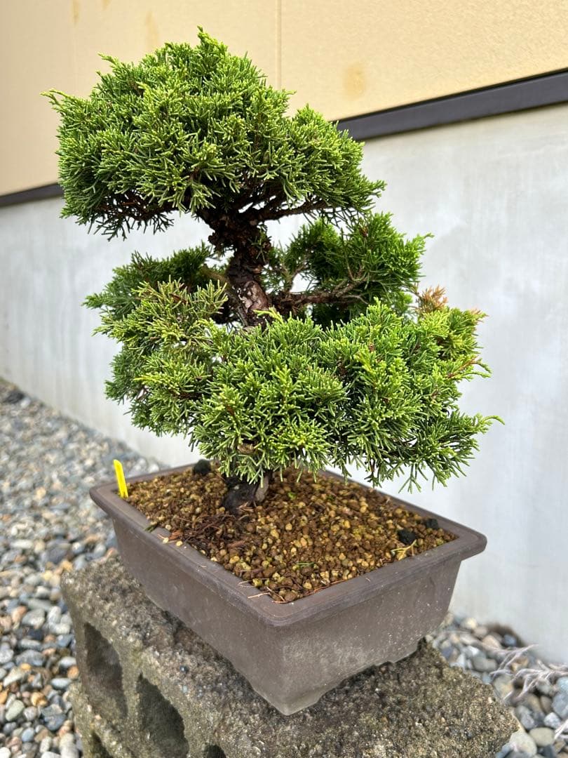 威風堂々！　糸魚川真柏　今年春に植替えしたばかりです。いかがでしょうか。