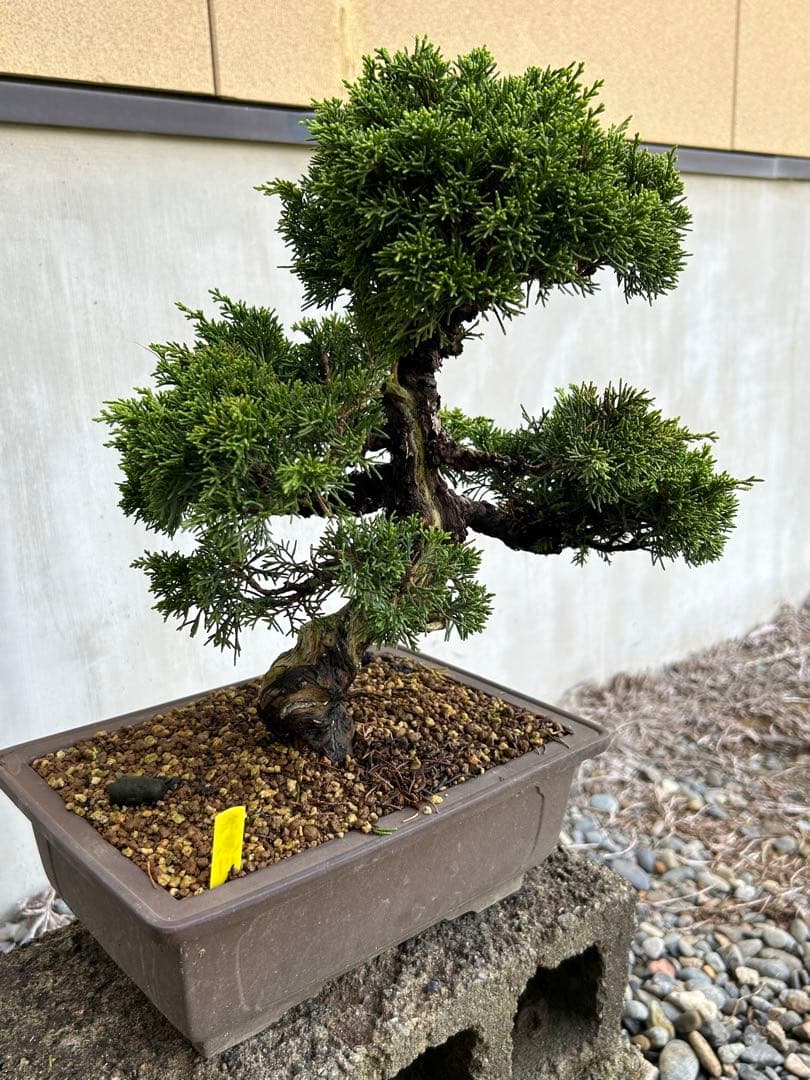 威風堂々！　糸魚川真柏　今年春に植替えしたばかりです。いかがでしょうか。