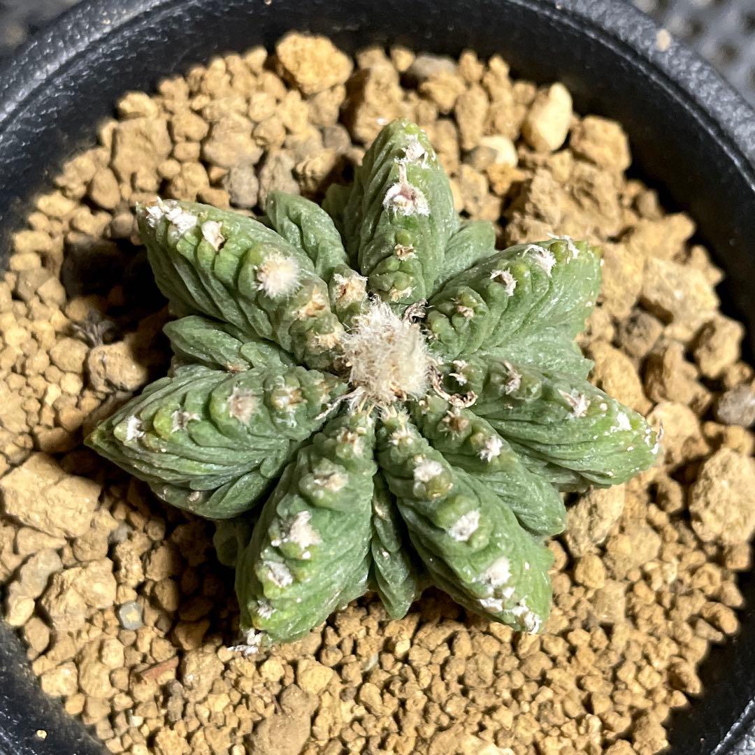 自家繁殖苗　花籠　自根　サボテン　多肉植物