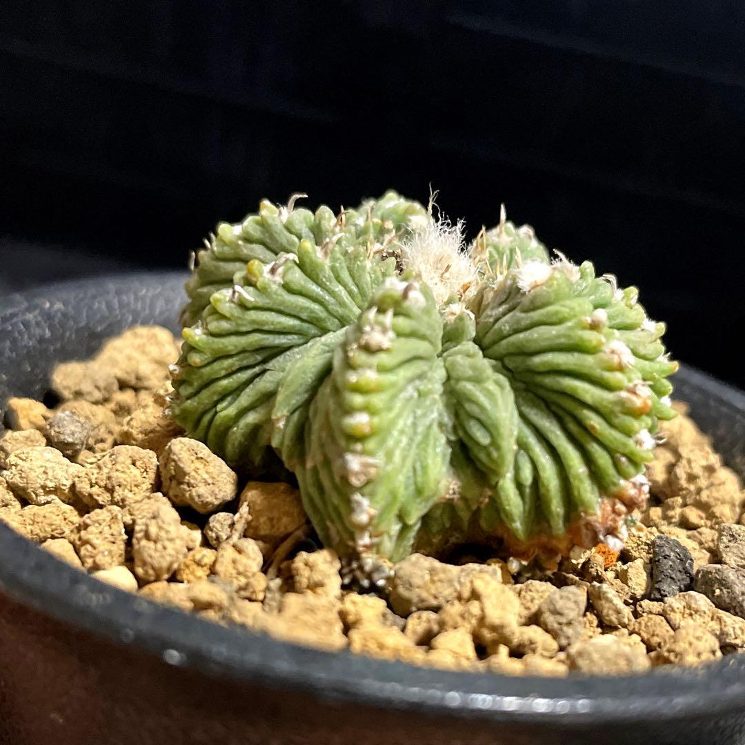 自家繁殖苗　花籠　自根　サボテン　多肉植物