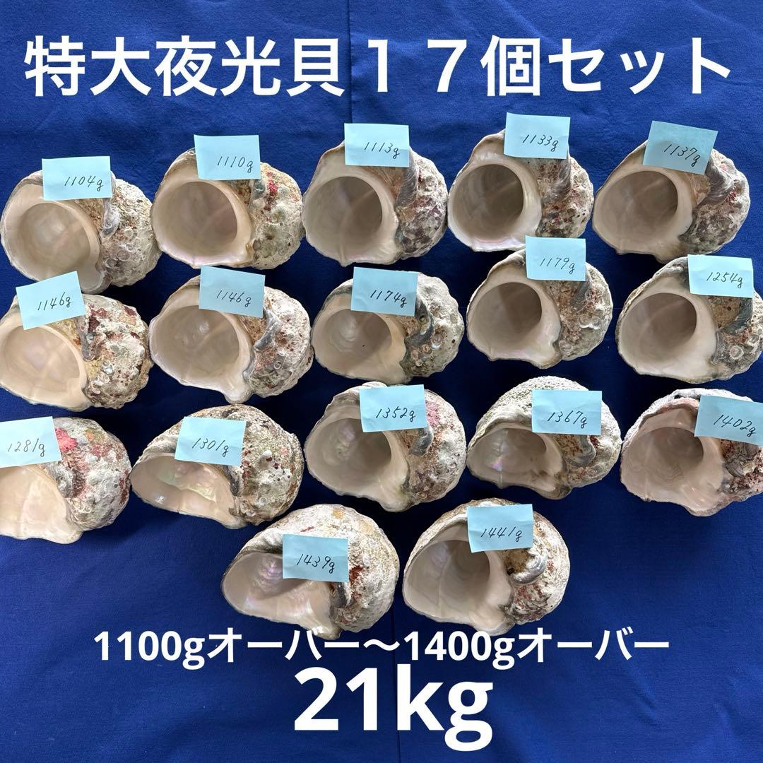 特大夜光貝　ヤコウ貝　まとめ売り　16個 21kg アクセサリー　ルアー