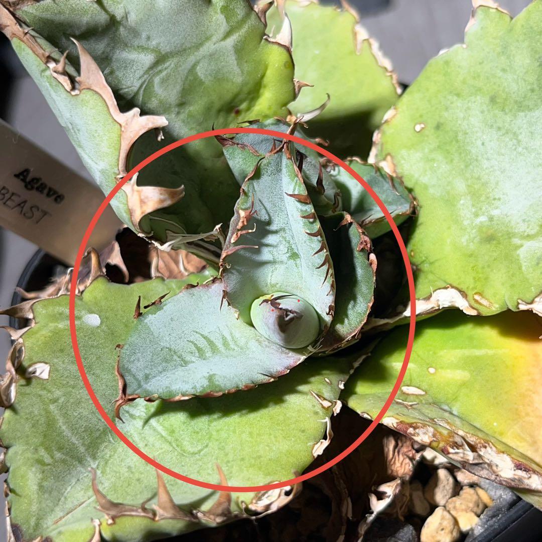 【BEAST】アガベ【ビースト】