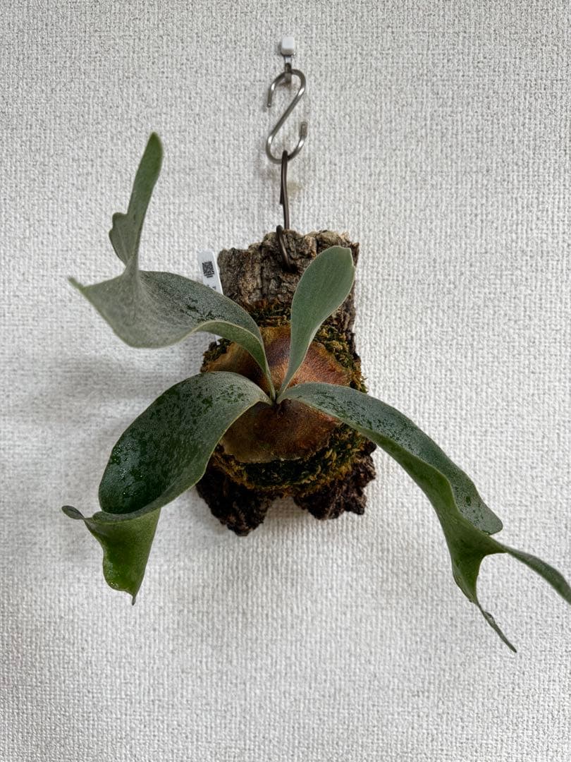 P. FWSQ FW ビカクシダ　OC株　株分　コルク 長期養生株