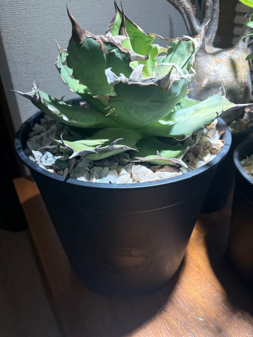 アガベチタノタ蟹　大株　鉢ごと