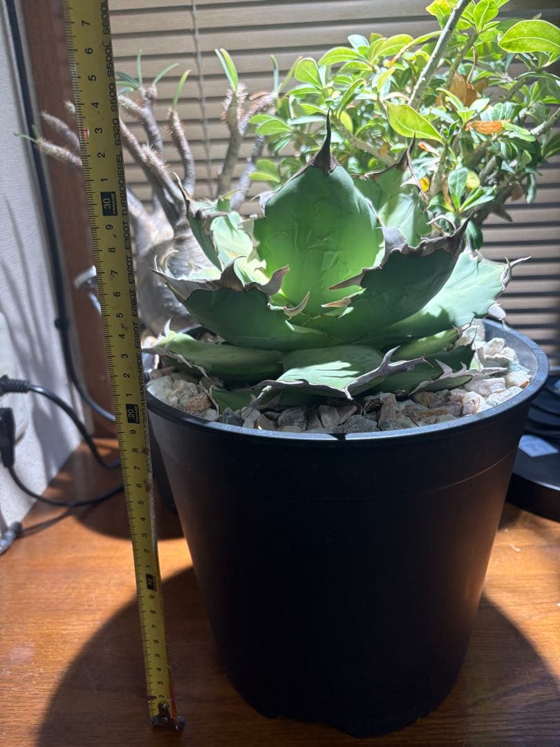 アガベチタノタ蟹　大株　鉢ごと