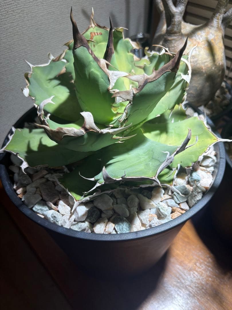 アガベチタノタ蟹　大株　鉢ごと