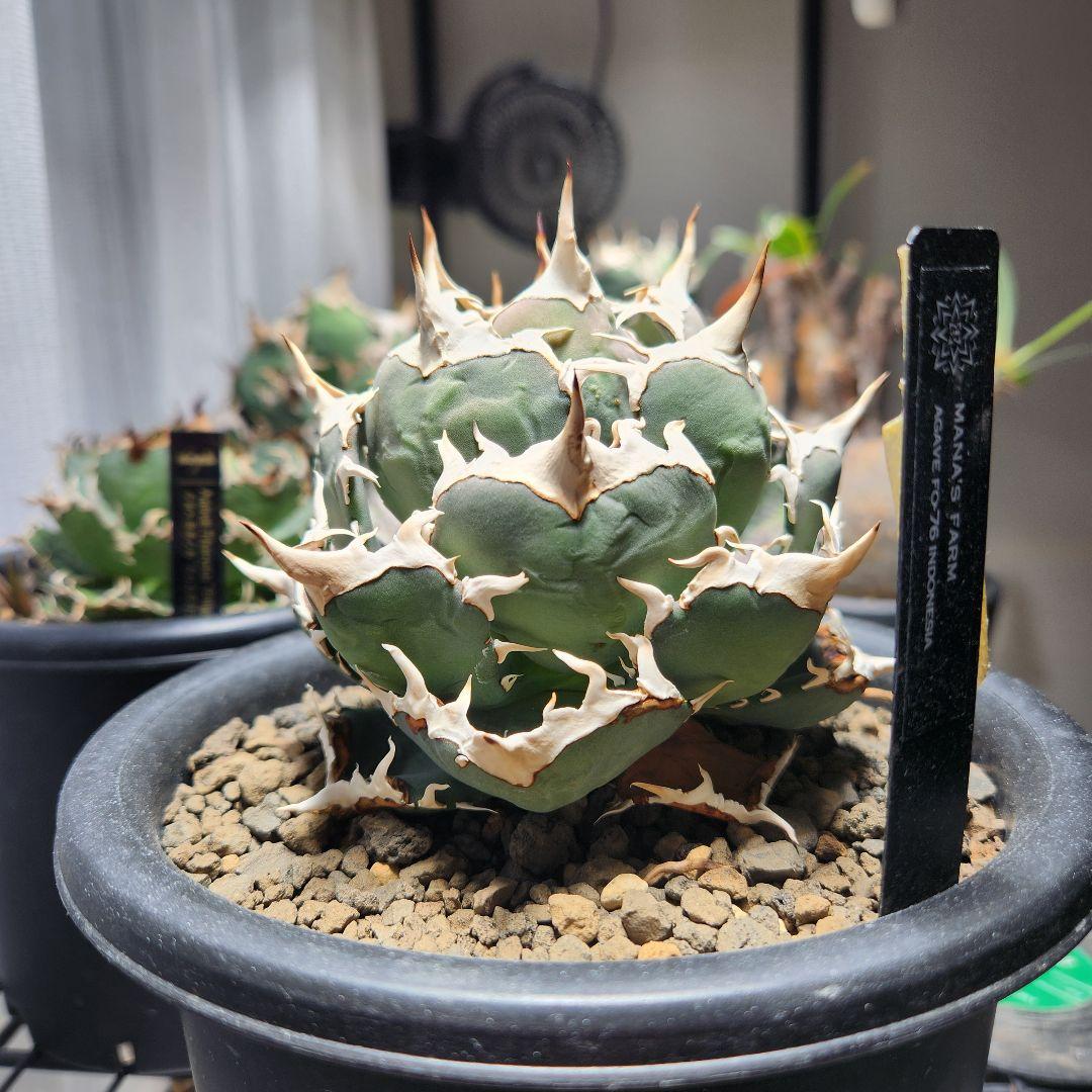 347＊コレクション株＊【1.4写真更新】アガベ FO-076 インドネシア株