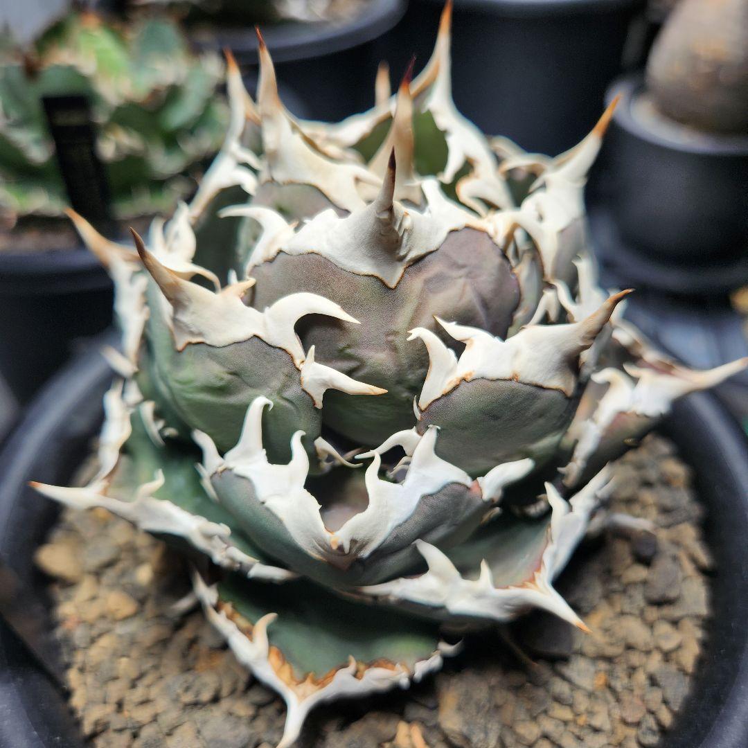 347＊コレクション株＊【1.4写真更新】アガベ FO-076 インドネシア株