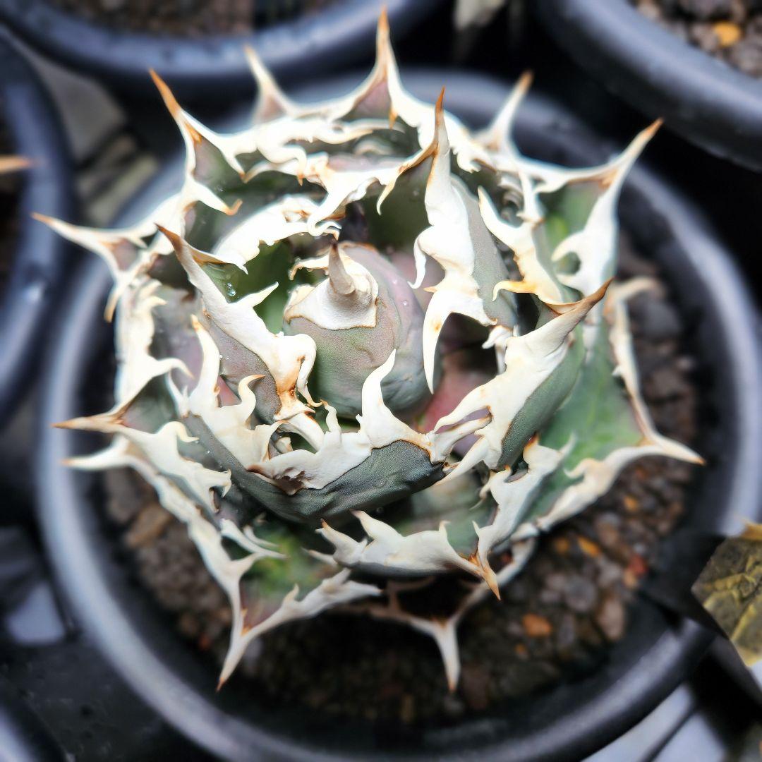 347＊コレクション株＊【1.4写真更新】アガベ FO-076 インドネシア株