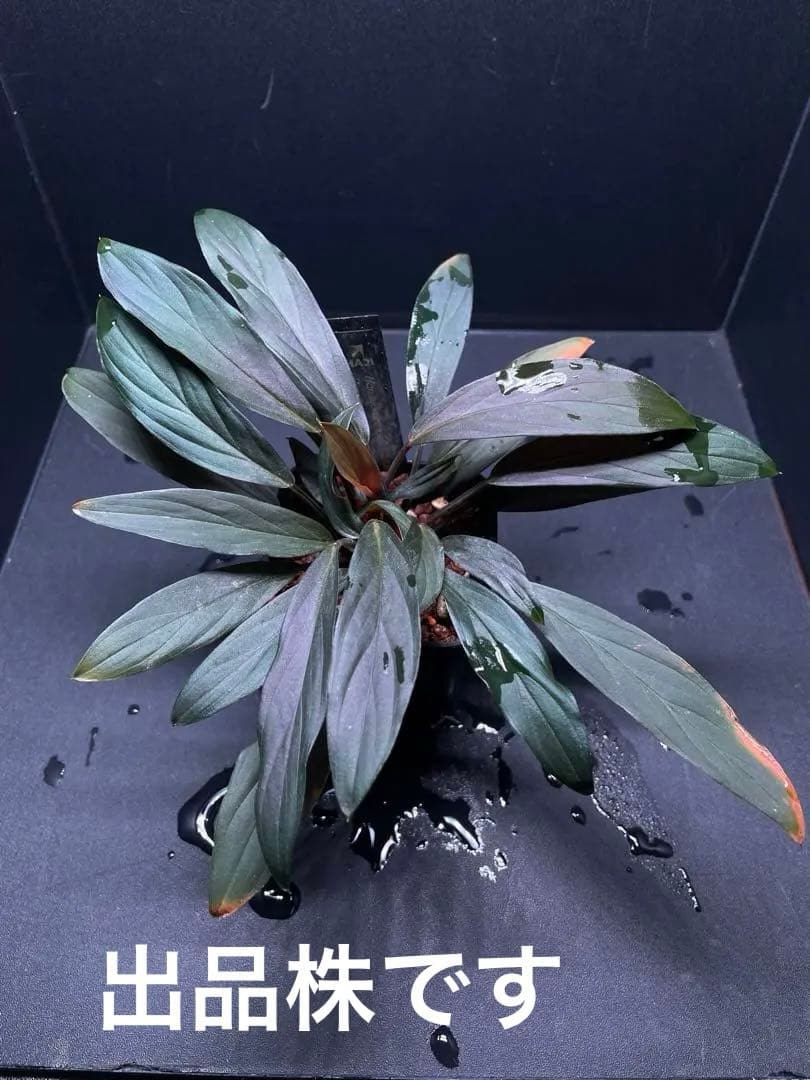 ホマロメナ Homalomena sp. \