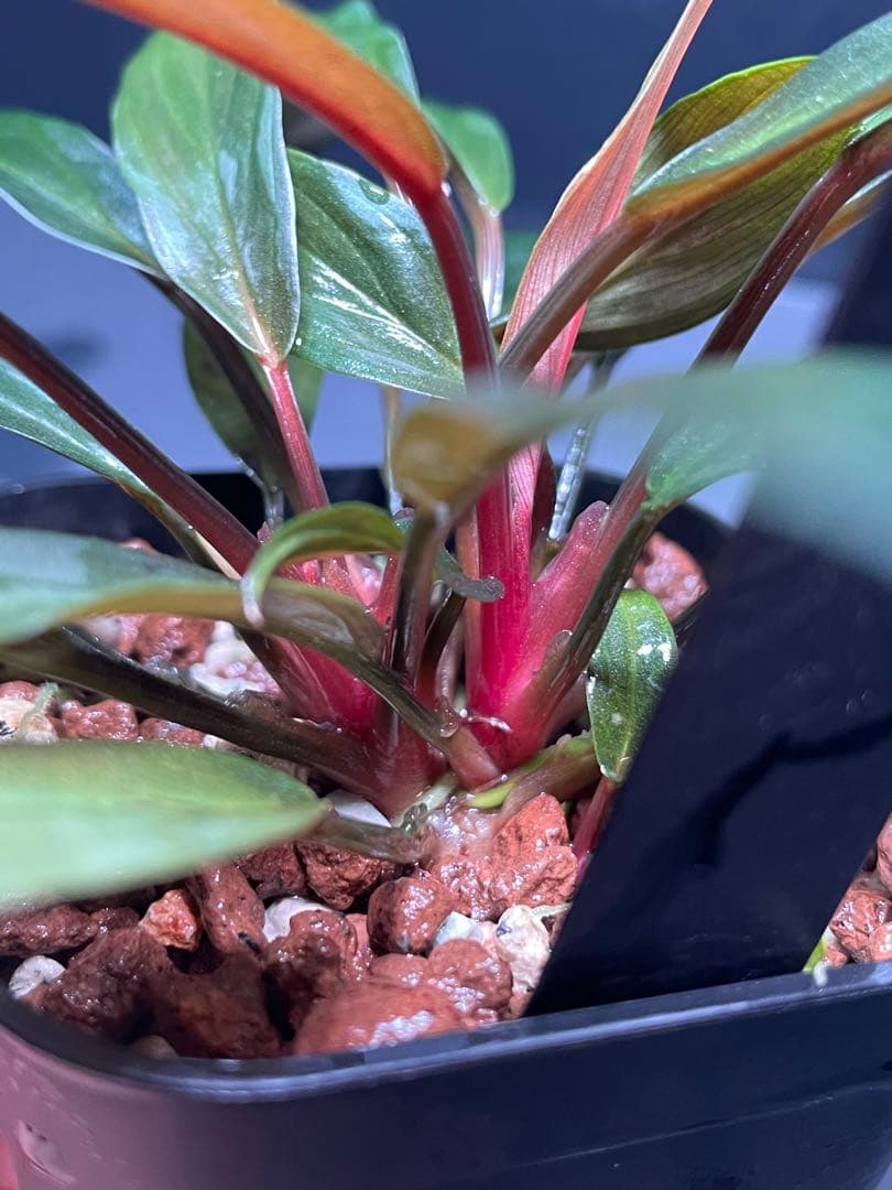 ホマロメナ Homalomena sp. \"濡烏\" 大株　[LA0518-02]