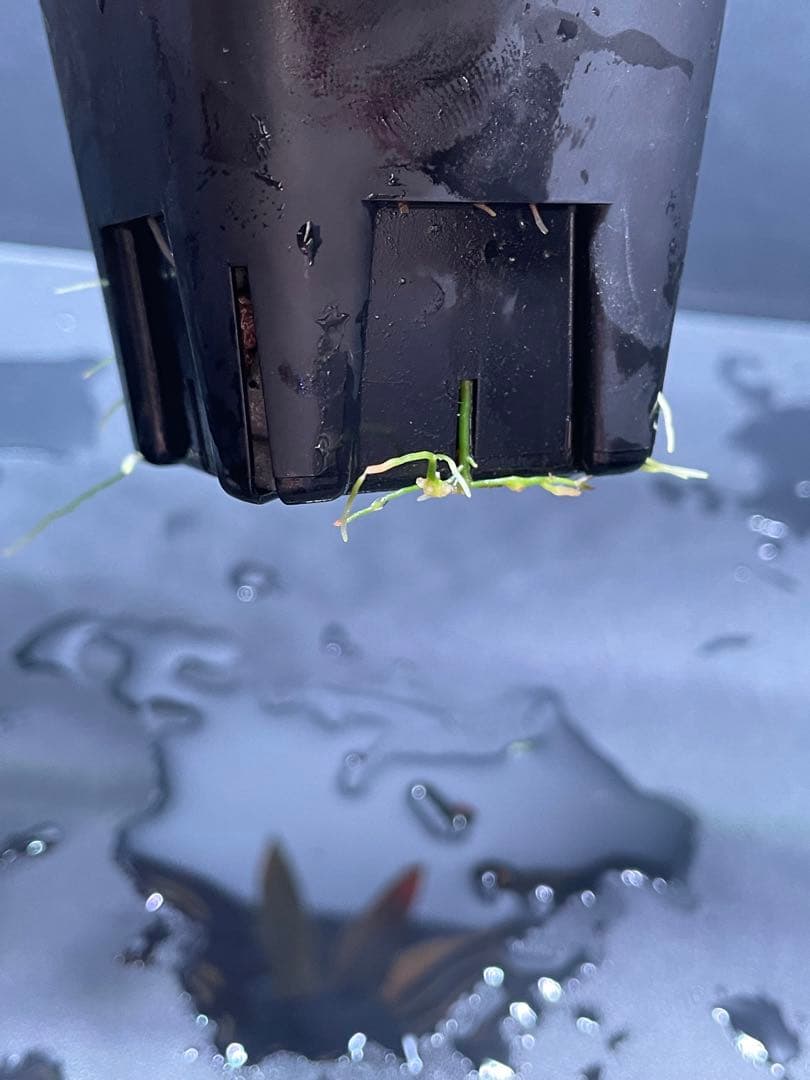 ホマロメナ Homalomena sp. \"濡烏\" 大株　[LA0518-02]