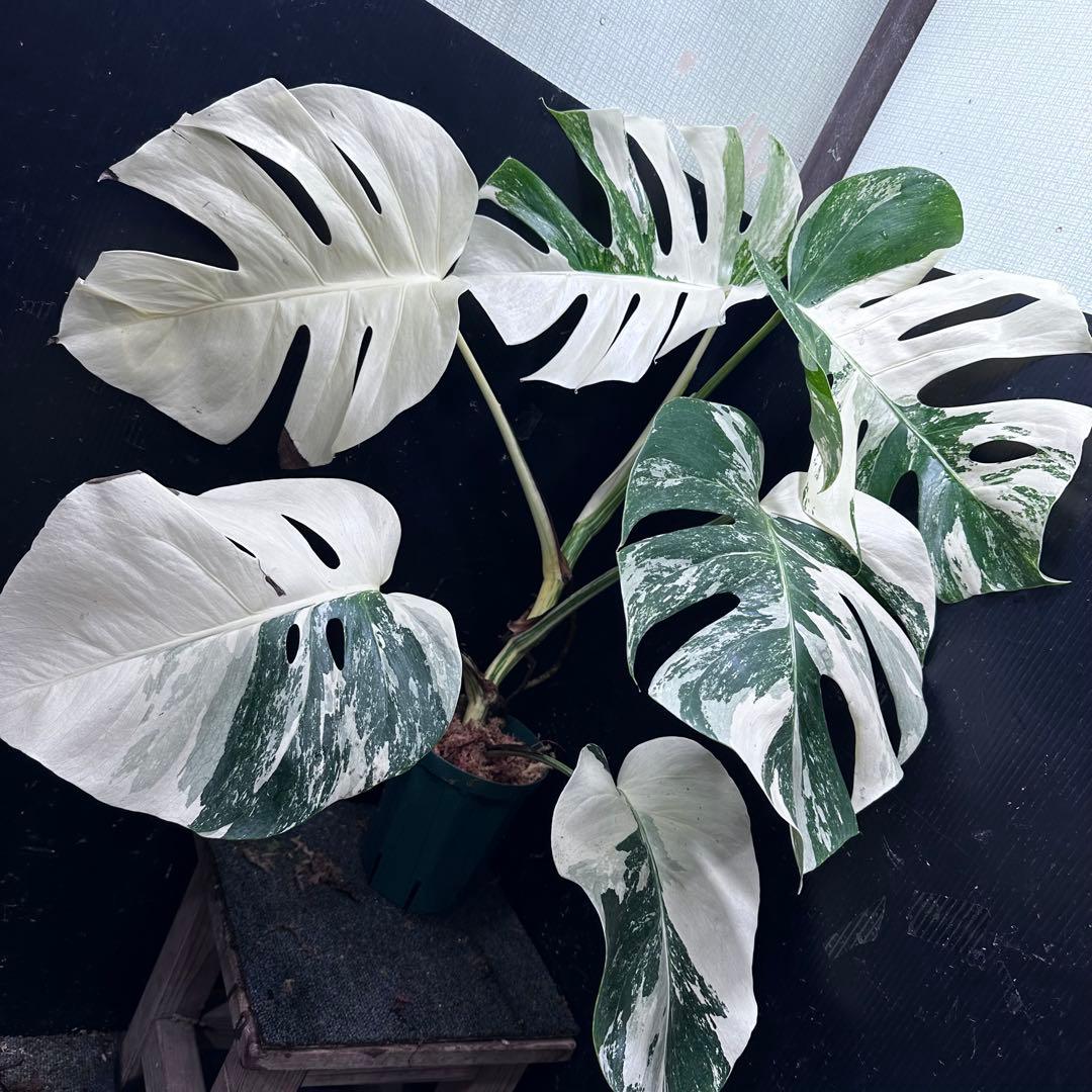 g*3様 斑入りモンステラ ホワイトタイガー極美大株79cm白斑多