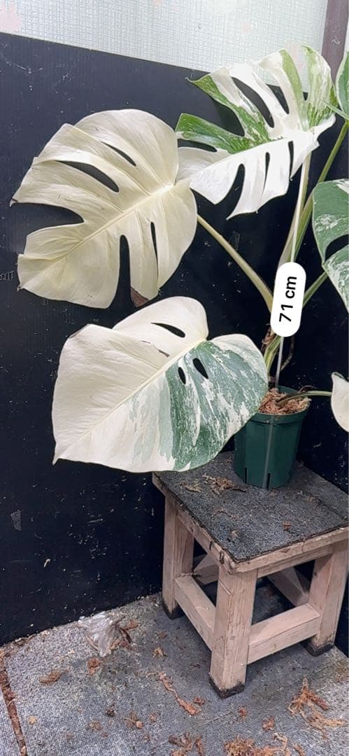 g*3様 斑入りモンステラ ホワイトタイガー極美大株79cm白斑多