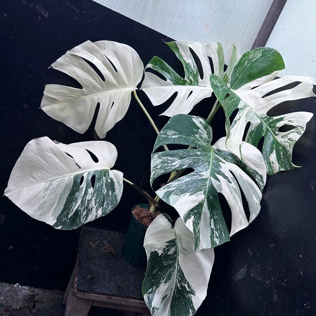 g*3様 斑入りモンステラ ホワイトタイガー極美大株79cm白斑多