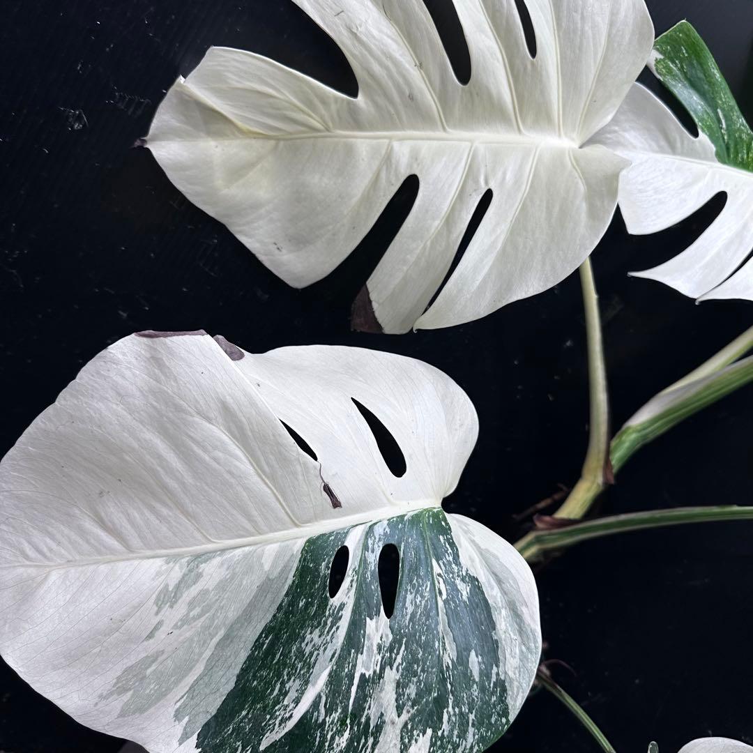 g*3様 斑入りモンステラ ホワイトタイガー極美大株79cm白斑多