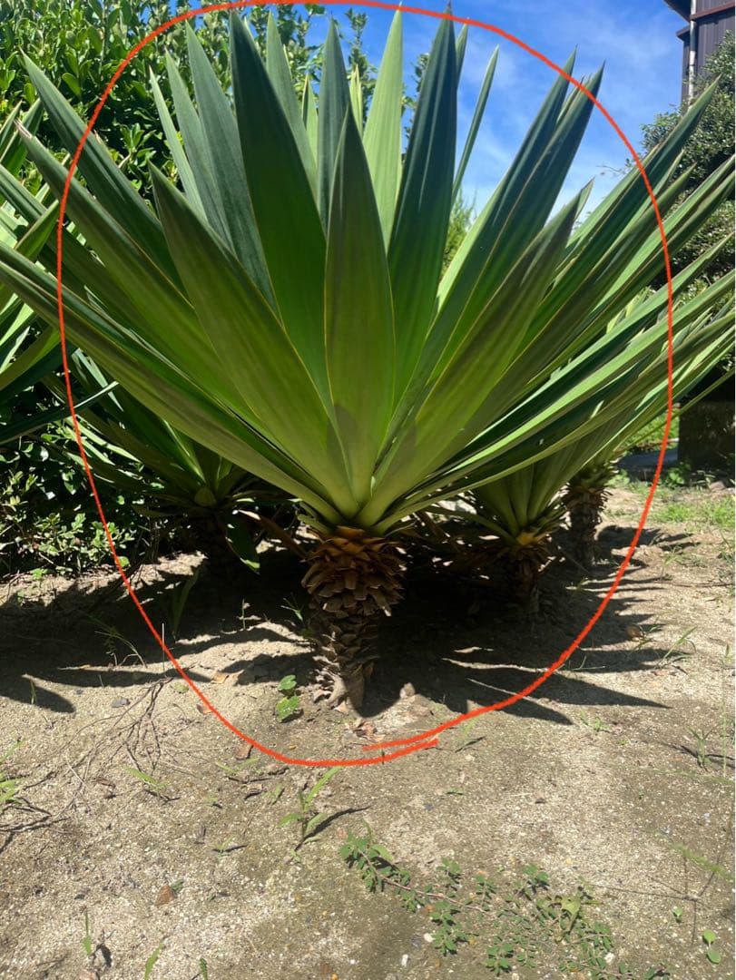 格安！！早い者勝ち【安心発根済み】　ユッカグロリオサ キミガヨラン　⑤