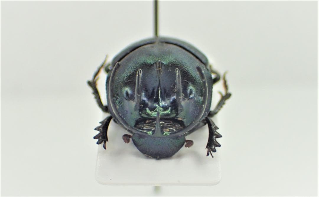 アフリカのエンマコガネ３　.Proagoderus tricornifrons