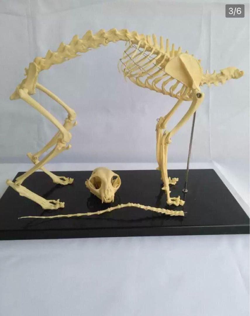 猫全身骨格模型 解剖学標本 W47×L23×H32cm　ペットケアにも！獣医推薦