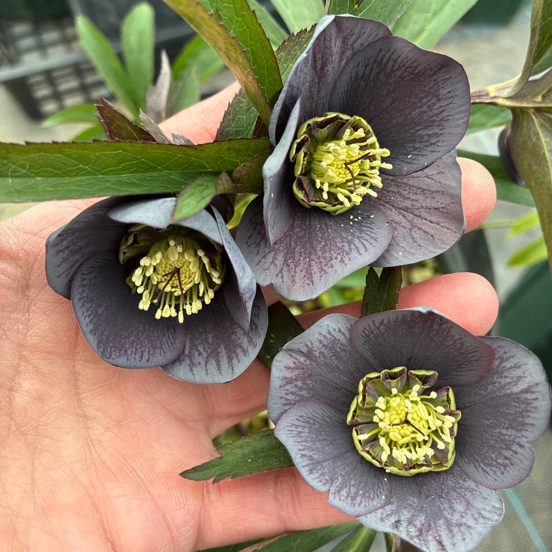 クリスマスローズ　アトロルーベンス×スモーキーブルーダブル　８寸