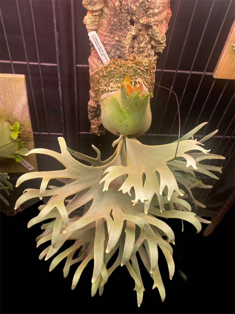 jade girl ジェイドガール親株バンダカ