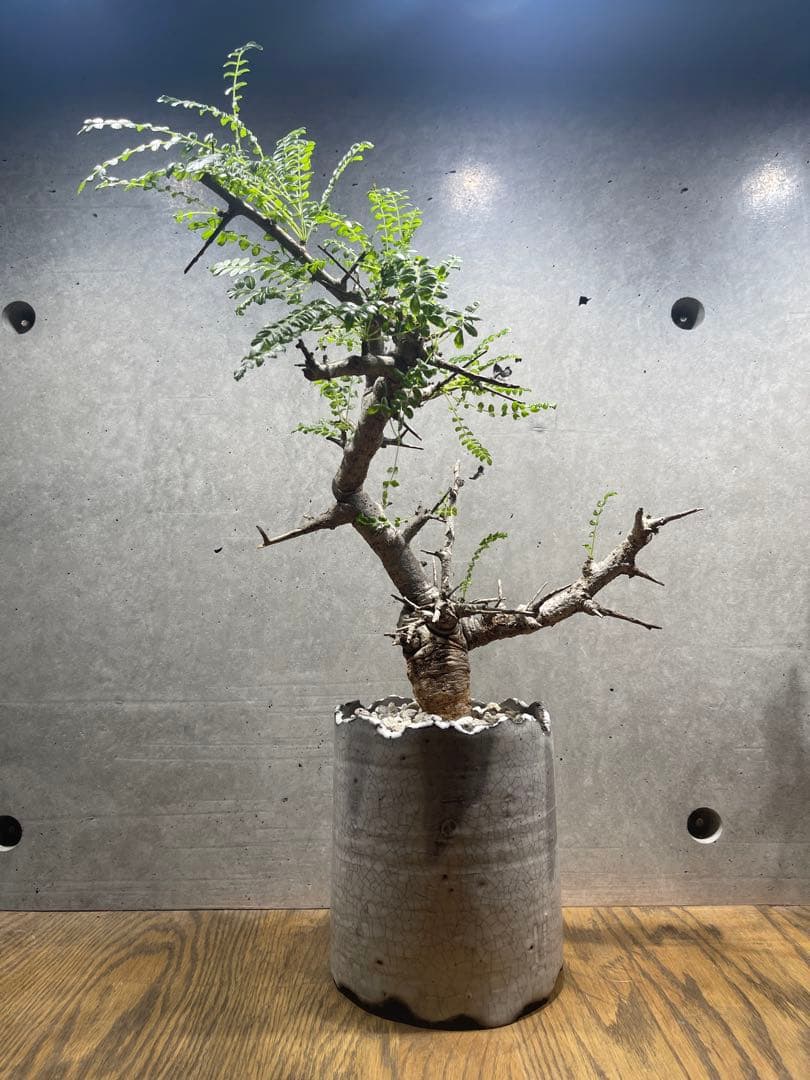 ボスウェリアネグレクタ　n/oh鉢　大株