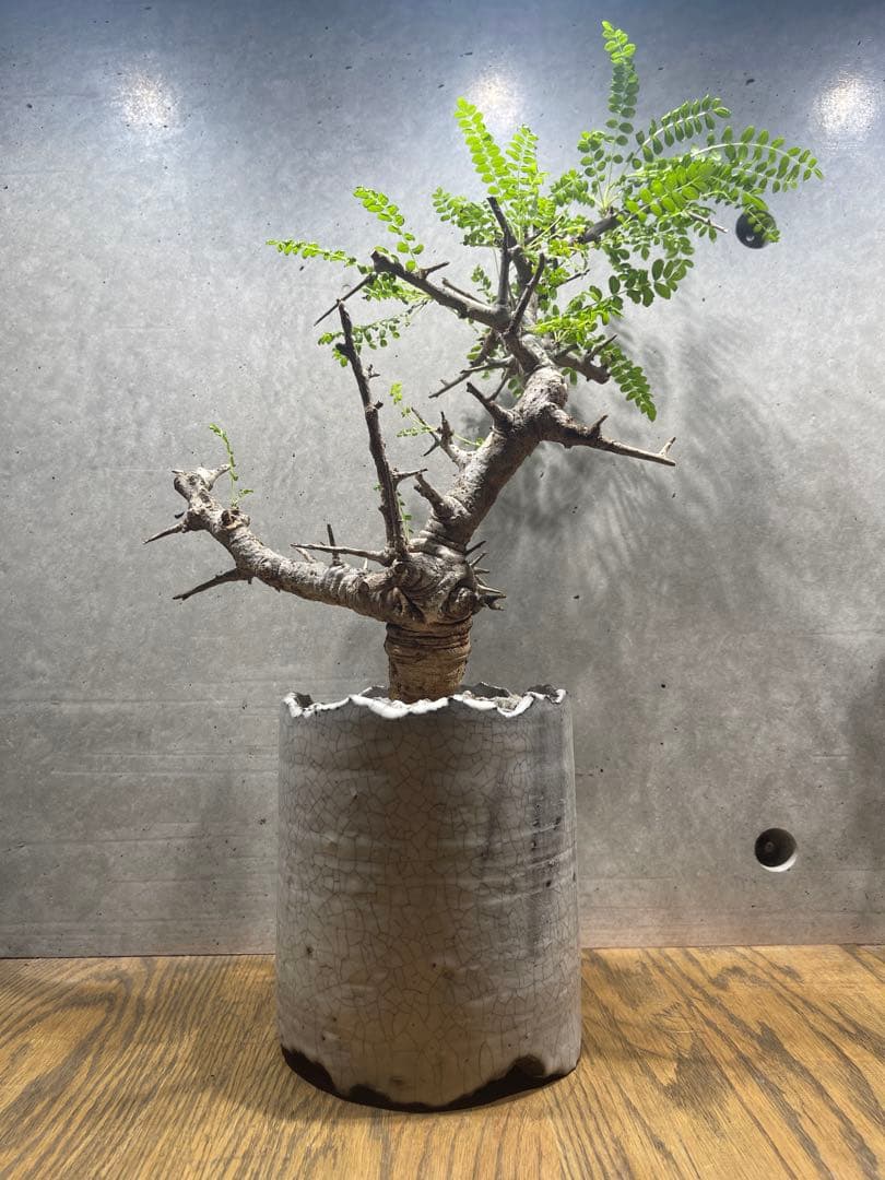 ボスウェリアネグレクタ　n/oh鉢　大株