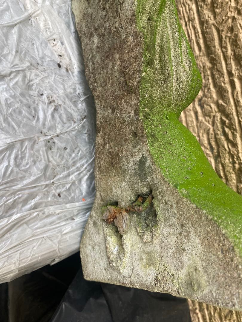 緑色 女性像装飾 インテリア小物コンクリート製