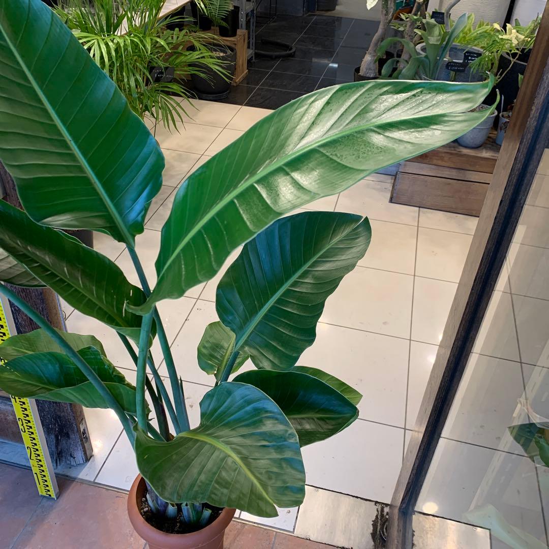 ストレリチア オーガスタ