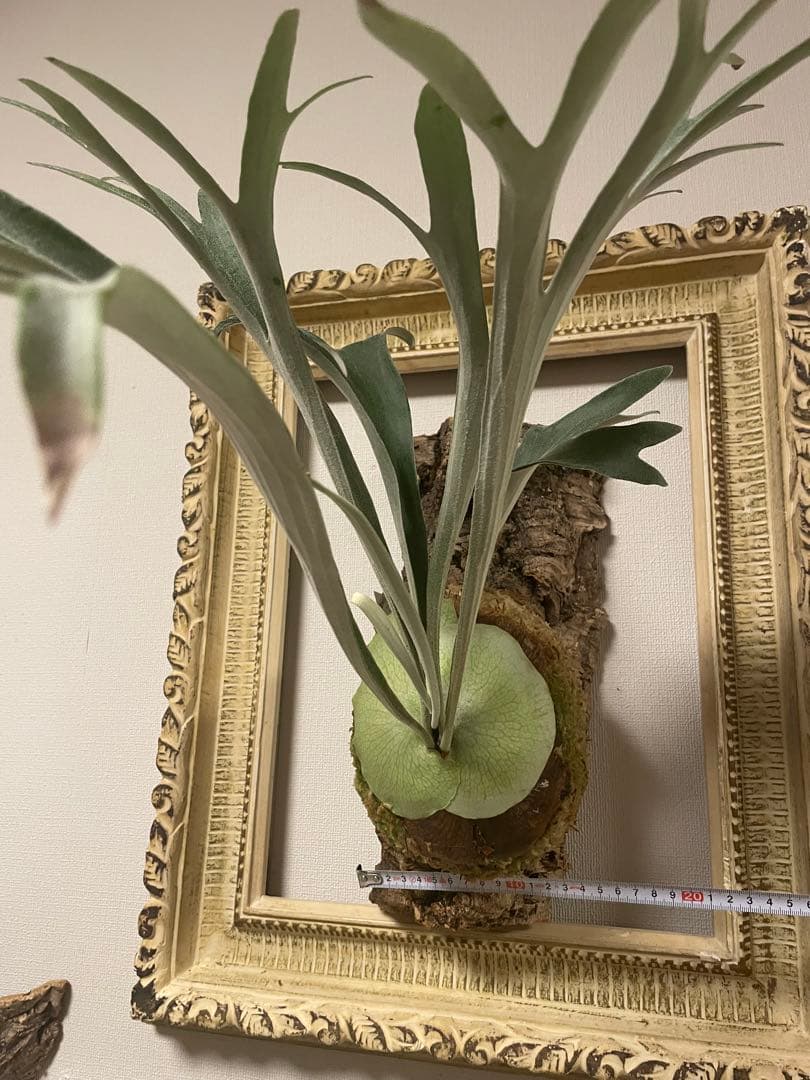 ビカクシダ P.veitchii wild ビカクマフィア