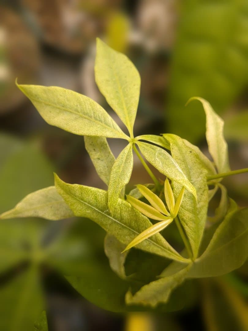 【激レア✨️】実生！二又！パキラ ミント斑