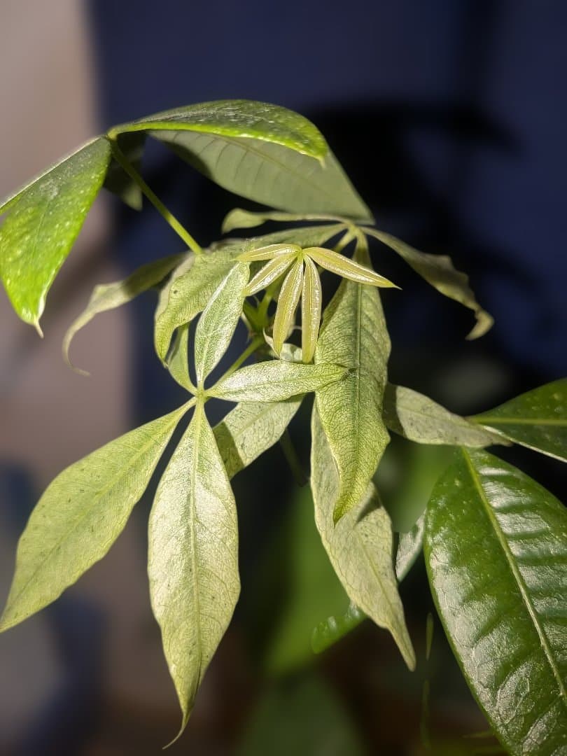 【激レア✨️】実生！二又！パキラ ミント斑