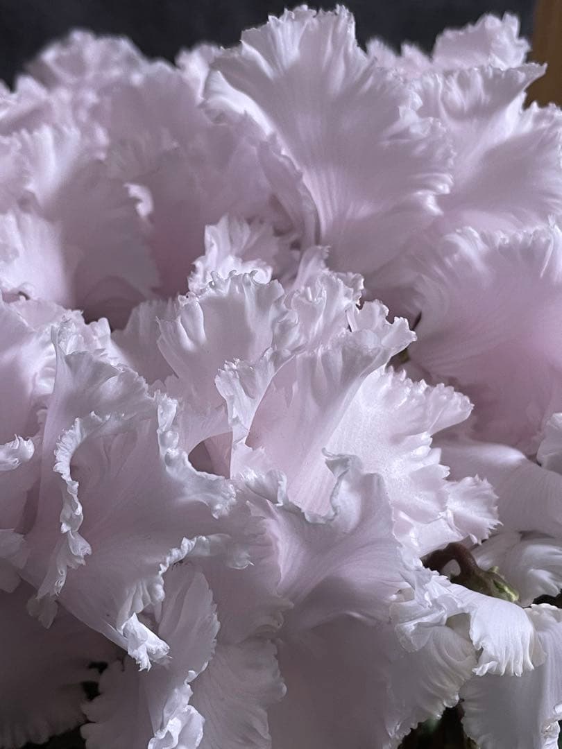 まつのり　シクラメン　ルチア①