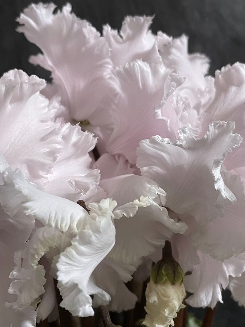 まつのり　シクラメン　ルチア①