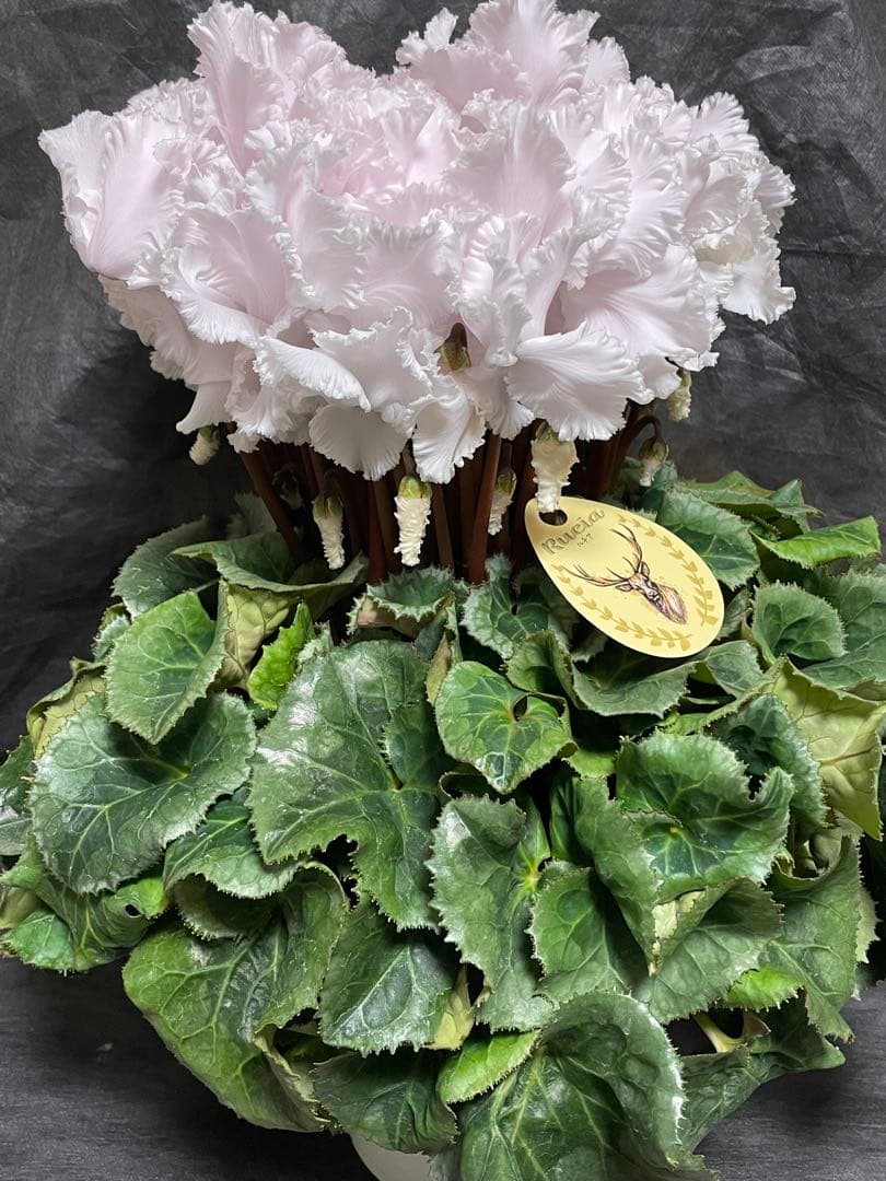 まつのり　シクラメン　ルチア①