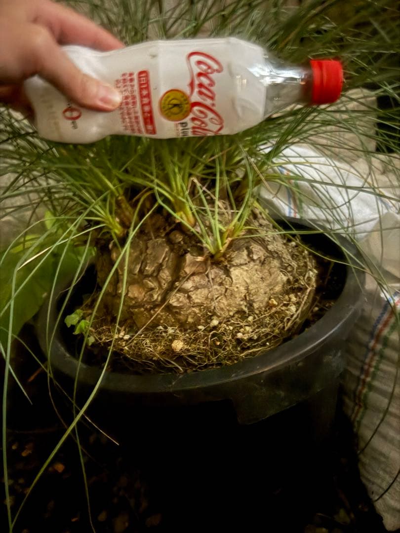 特大株　カリバナスフーケリー