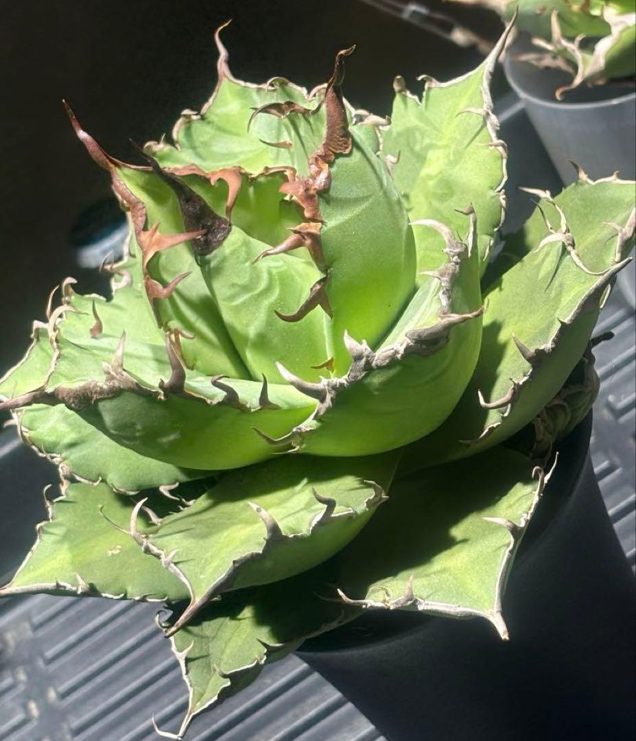 特選！アガベチタノタ牛魔王（極上株）S級血統高級品種super牛魔王大株激レア！