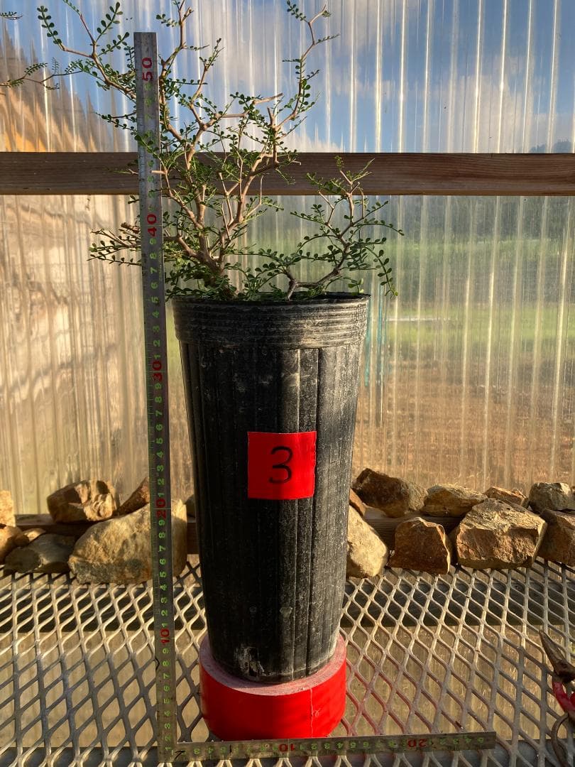 オペルクリカリア・パキプス(根挿し)No3