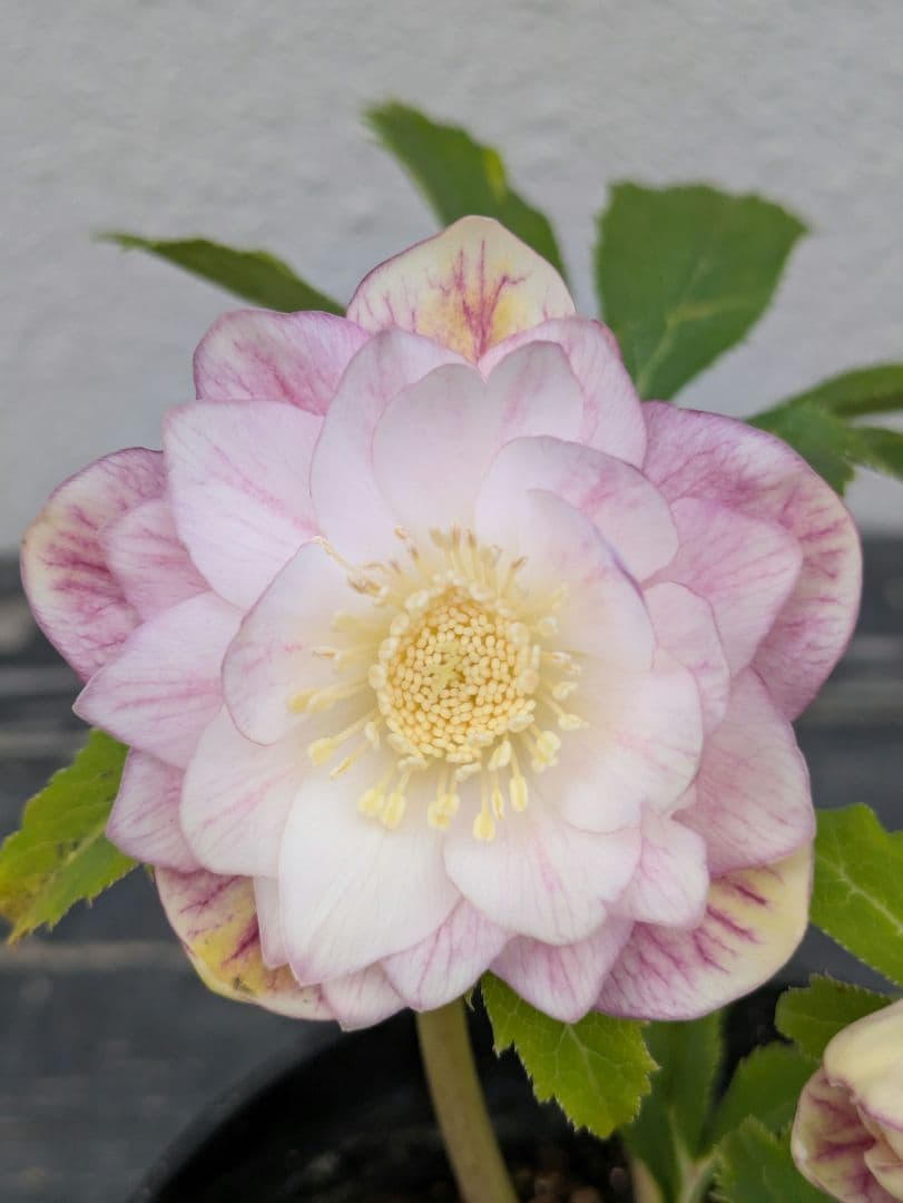 広瀬園芸 クリスマスローズ 【オーレア系ピンクベインdd】