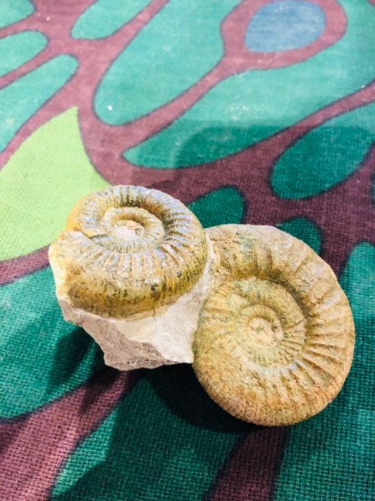 レア ダブルアンモナイト化石 置物 観賞用　ルース　原石