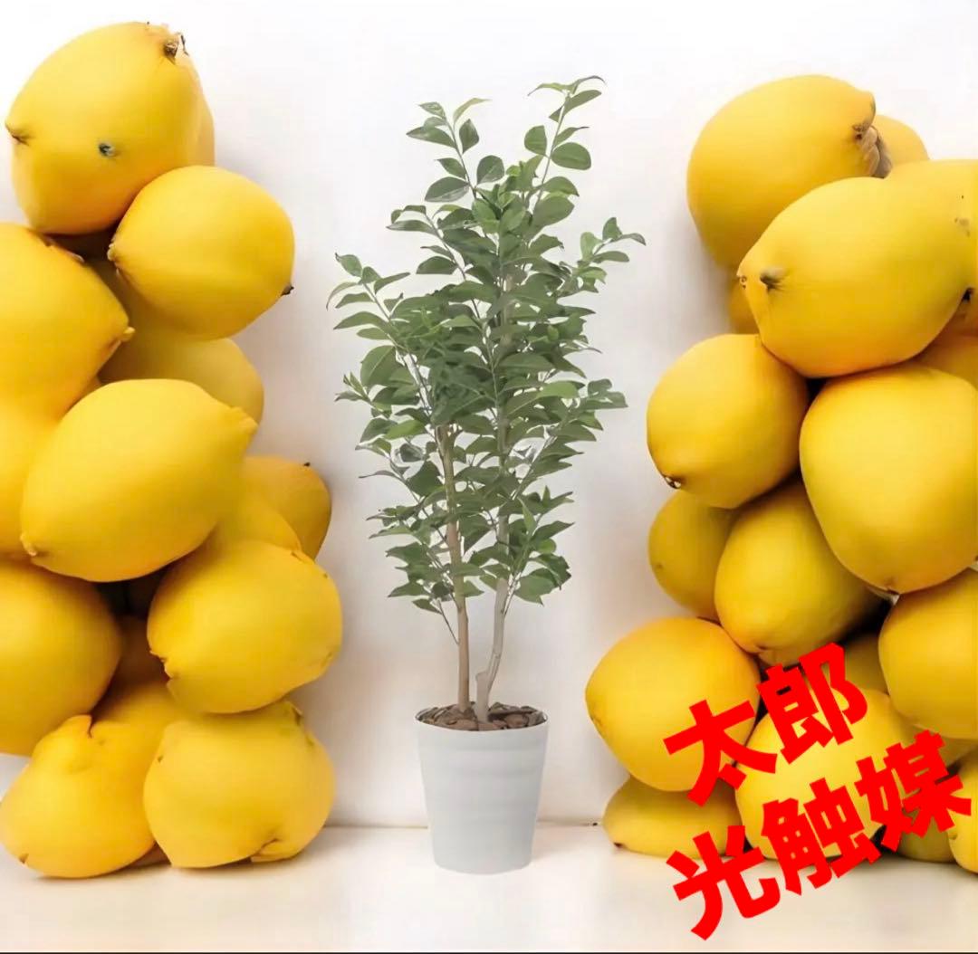 光触媒　人工観葉植物　ウォールグリーン　フェイクグリーン　レモンの木1.35