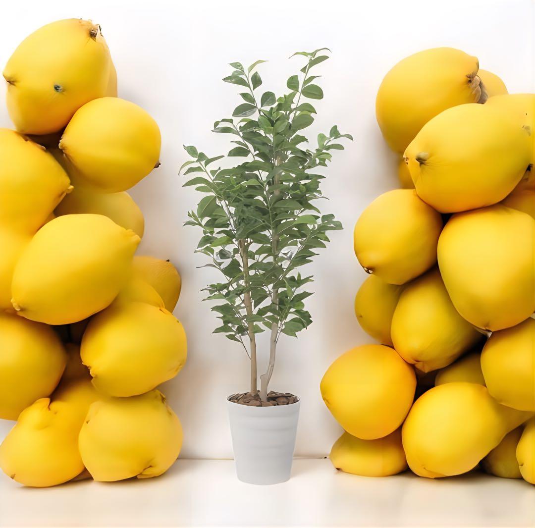 光触媒　人工観葉植物　ウォールグリーン　フェイクグリーン　レモンの木1.35