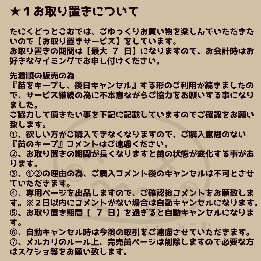 メリディアン(特大苗)◎多肉植物 カット苗 輸入苗 エケベリア等